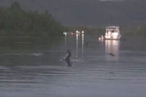 豪で信じられない瞬間、ワニが川面を飛んでいたコウモリを捕食