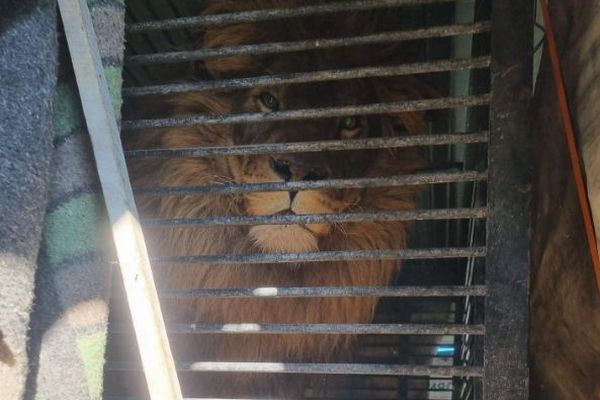 ウクライナで暮らす動物を救え！ライオンなどを避難させたイギリス人