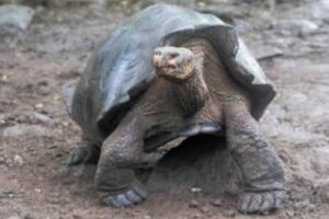 ガラパゴス諸島、現存する8000匹のゾウガメが新種である可能性