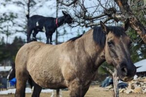 馬の背中にまで乗ってしまったヤギ、カナダでユニークな姿を撮影