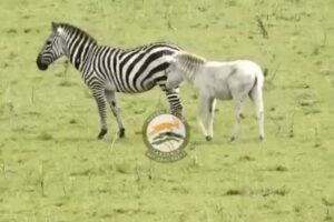 タンザニアで超レアな白いシマウマを発見、黒い模様がほとんど見られず