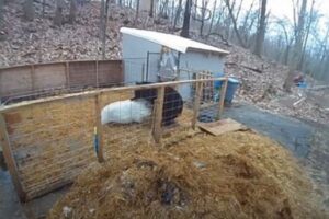 2頭のブタの檻に入ったクマ、逆に襲われ逃げ惑う【アメリカ】