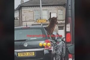 撮影者も思わず2度見！車の窓から顔を出していたのはアルパカだった！