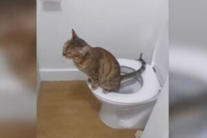 とってもお利口なニャンコ、人間用のトイレで用を足し、拭くような仕草まで