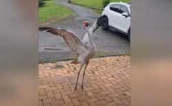 オーストラリアで野生の鳥が、男性の家の前でダンスを披露