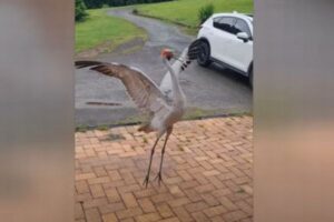 オーストラリアで野生の鳥が、男性の家の前でダンスを披露