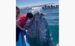 人懐っこいクジラが船に接近、観光客もキスすることに成功