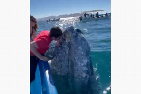 人懐っこいクジラが船に接近、観光客もキスすることに成功