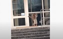 新入生？オーストラリアの学校にコアラが現れ、興味深げに窓から覗く