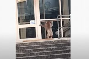 新入生？オーストラリアの学校にコアラが現れ、興味深げに窓から覗く