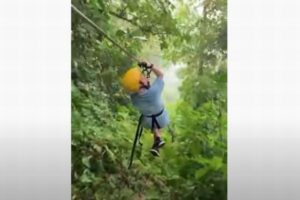 ジップラインを楽しんでいたら何かと衝突、ナマケモノがぶら下がっていた！