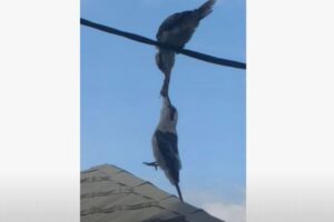 「これは俺のもんだ！」ぶら下がってまでエサを取り合う鳥がスゴイ