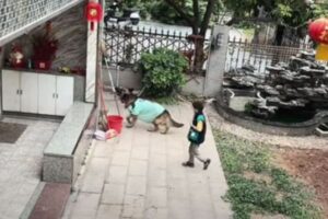 子供を池から離し、落ちたボールも網で掬い取るワンコが賢すぎる！