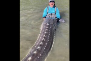 カナダで釣れた「生ける恐竜」に驚き