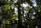 南米アマゾンの熱帯雨林で、4週間も行方不明だった先住民の少年2人を保護