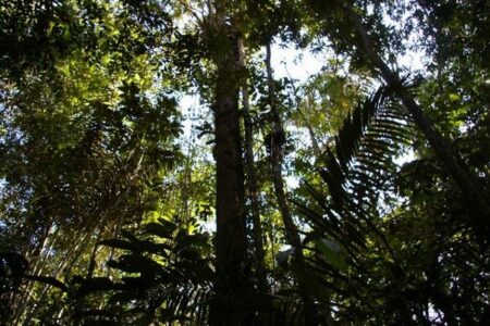 南米アマゾンの熱帯雨林で、4週間も行方不明だった先住民の少年2人を保護