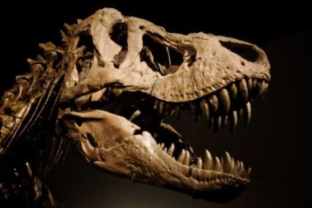 「T-Rex」は3つの種類に分けられる可能性、大腿骨や歯の構造が異なっていた