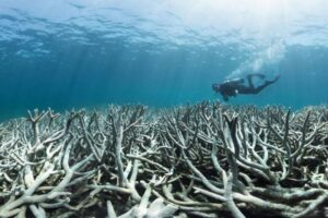 グレートバリアリーフ、再び大規模な白化現象に襲われる
