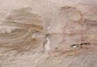 古代のコウモリダコの化石、ジョー・バイデン大統領に因み命名される