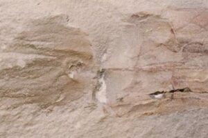 古代のコウモリダコの化石、ジョー・バイデン大統領に因み命名される