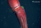 【4K動画】深海で撮影されたイカの目が片方だけ異様に大きい理由とは
