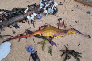 オーストラリアで記録的豪雨により、海岸に珍しい海の生物が漂着