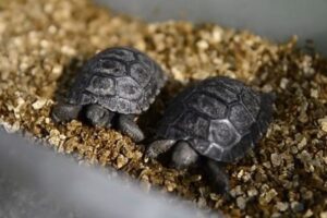 英の動物園で初めてガラパゴスゾウガメの赤ちゃんが誕生、父親はなんと70歳