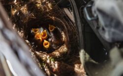 イギリスで鳥が自転車に巣を作り、やがて雛が誕生、すくすく成長中