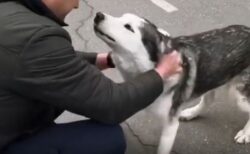 ウクライナのブチャで、生き延びたハスキー犬と飼い主が喜びの再会