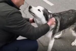 ウクライナのブチャで、生き延びたハスキー犬と飼い主が喜びの再会