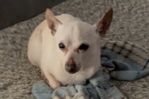 生きている犬の中で世界最高齢のチワワ、ギネス世界記録に認定