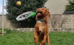 テニス・ラケットをくわえて、ボールを打ち返すワンコが賢い