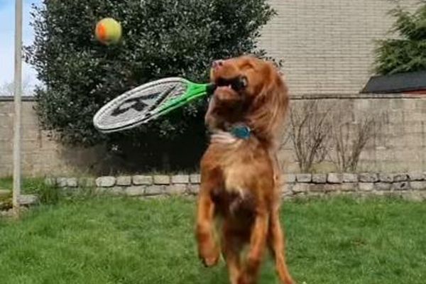 テニス・ラケットをくわえて、ボールを打ち返すワンコが賢い