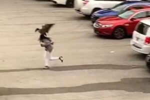 突然、雁に襲われた女性、所持品を投げ出し逃げ出す【アメリカ】