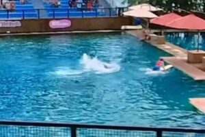 水族館でのパフォーマンス中に、イルカがトレーナーを襲撃【動画】