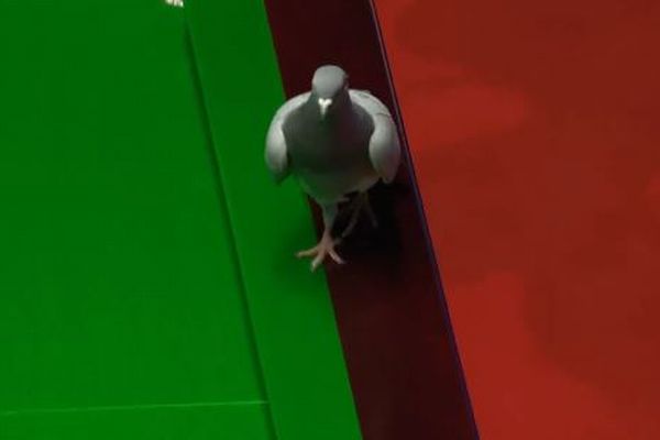 スヌーカー世界選手権の会場にハトが乱入、台の上に降り立つ