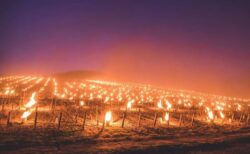 フランスのワイン畑で霜対策、ブドウの木に蝋燭が灯され幻想的な風景が広がる