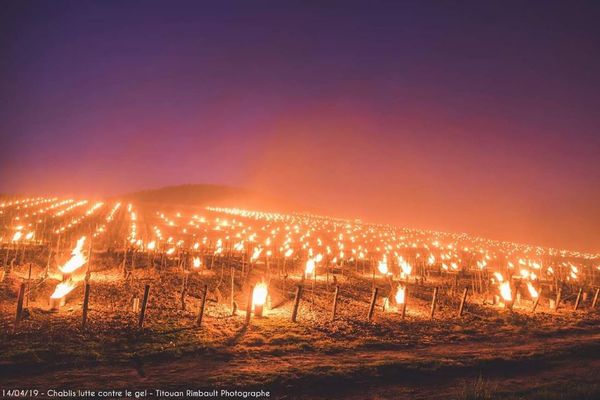 フランスのワイン畑で霜対策、ブドウの木に蝋燭が灯され幻想的な風景が広がる