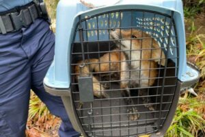 米連邦議会周辺にキツネが出現、議員や記者たちに咬みつき御用