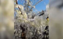 オランダで「凍った花」の珍しい風景が撮影される