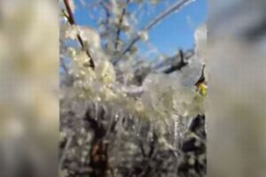 オランダで「凍った花」の珍しい風景が撮影される