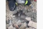 砲撃を受けた街で、瓦礫の中から子犬を救出、飼い主と再会【ウクライナ】