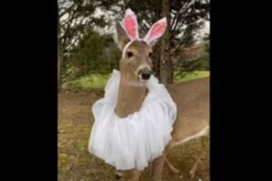 さまざまな衣装を身に着けるシカ、公開されている動画がカワイイ