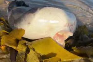 オーストラリアの海岸に、唇が飛び出した異様な生物が打ち上がる
