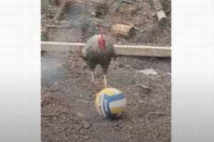 サッカーをする珍しいニワトリ、見事にボールを蹴り返す