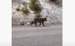 イエローストーン国立公園内で、道路に沿って走るオオカミに遭遇【アメリカ】