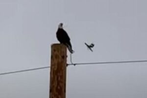 恐れ知らずのモッキンバード、大きなハクトウワシを威嚇し、追い払う