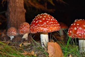 キノコ同士が50の単語で会話している可能性：大学調査