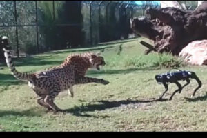ロボット犬をチーターと対面させてみたら…オーストラリアの動物園が実験