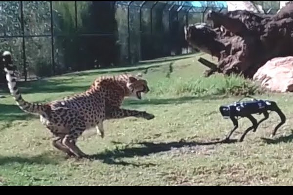 ロボット犬をチーターと対面させてみたら…オーストラリアの動物園が実験